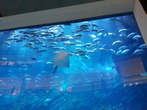 The aquarium in Dubai mall.